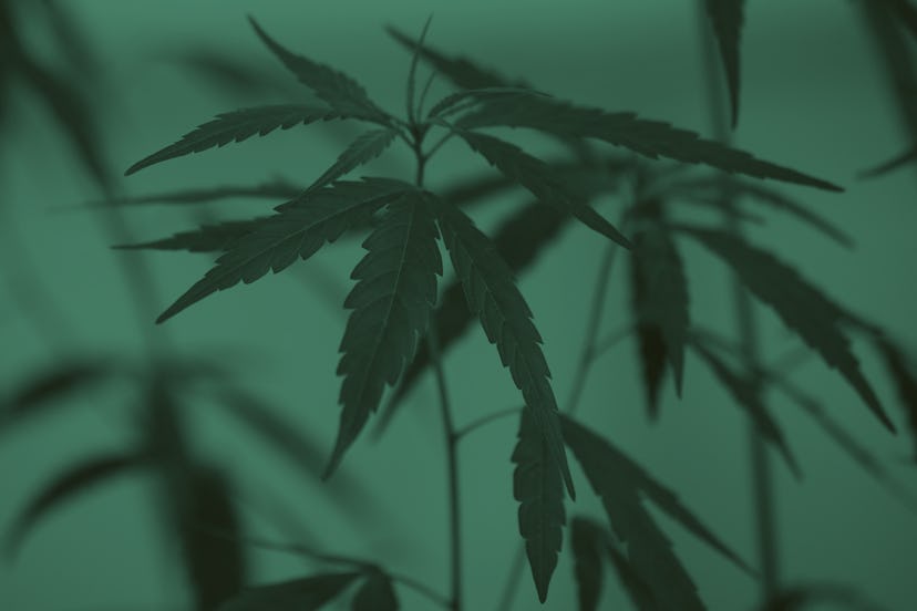 Cannabis plant is on display at the first full-time clinic prescribing cannabis oil for medical trea...