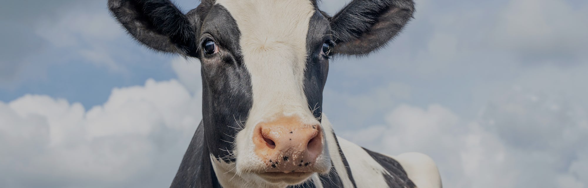 Mature cow, black and white gentle surprised look, pink nose, in front of  a blue sky.