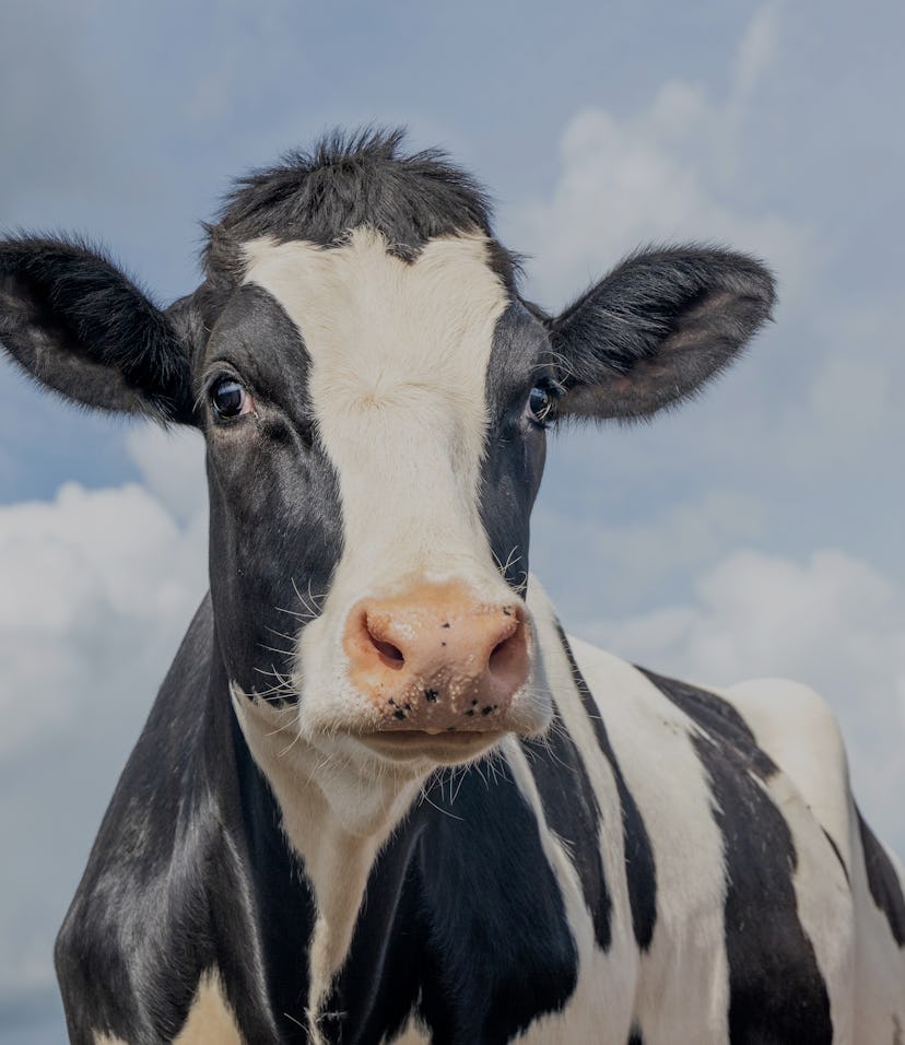Mature cow, black and white gentle surprised look, pink nose, in front of a blue sky.