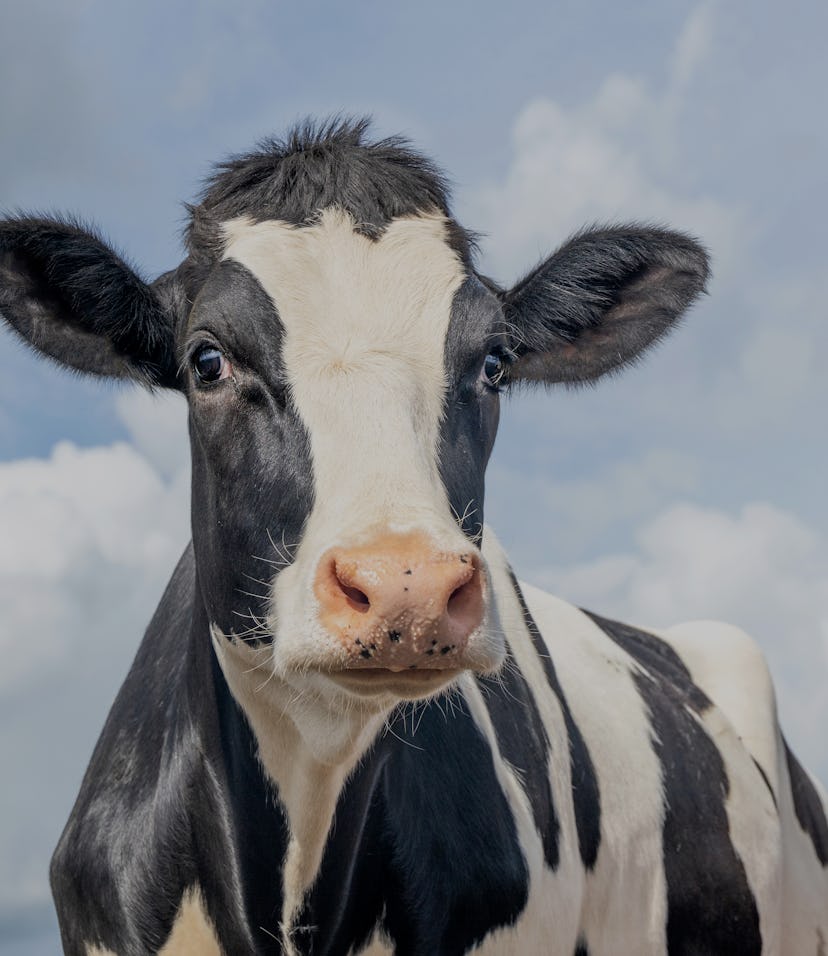Mature cow, black and white gentle surprised look, pink nose, in front of  a blue sky.