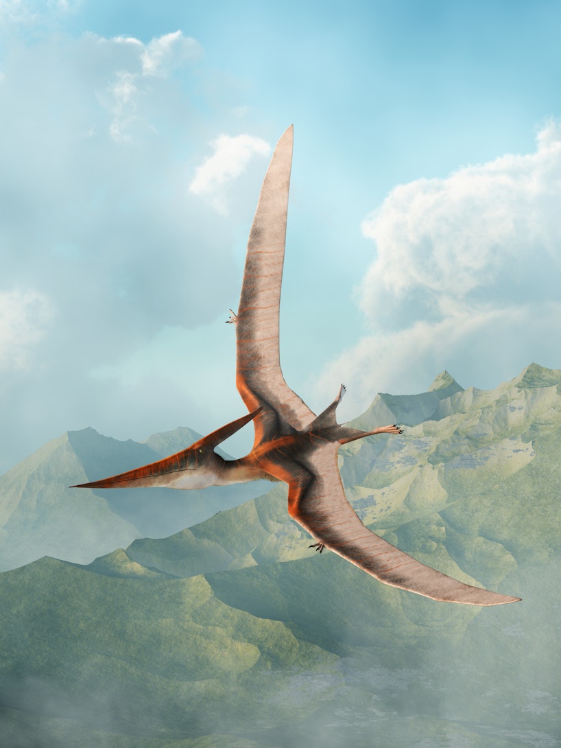 Look Rare Fossil Represents The Largest Jurassic Pterosaur Ever Found