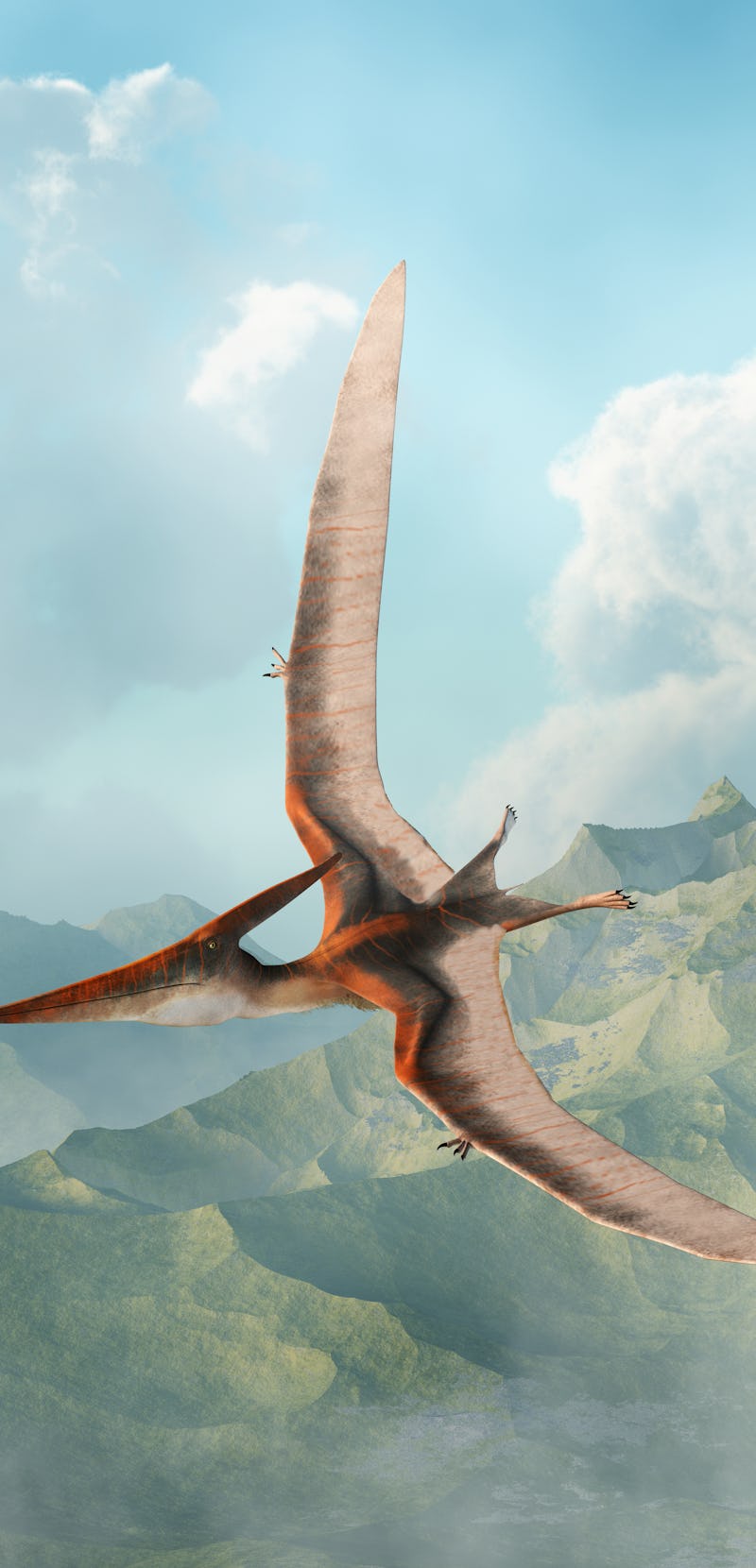 A pteranodon flies in the air over a prehistoric valley. One of the largest flying reptiles, these p...