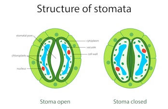 illustration of biology, Structure of stomatal complex with open and closed stoma with titles diagra...