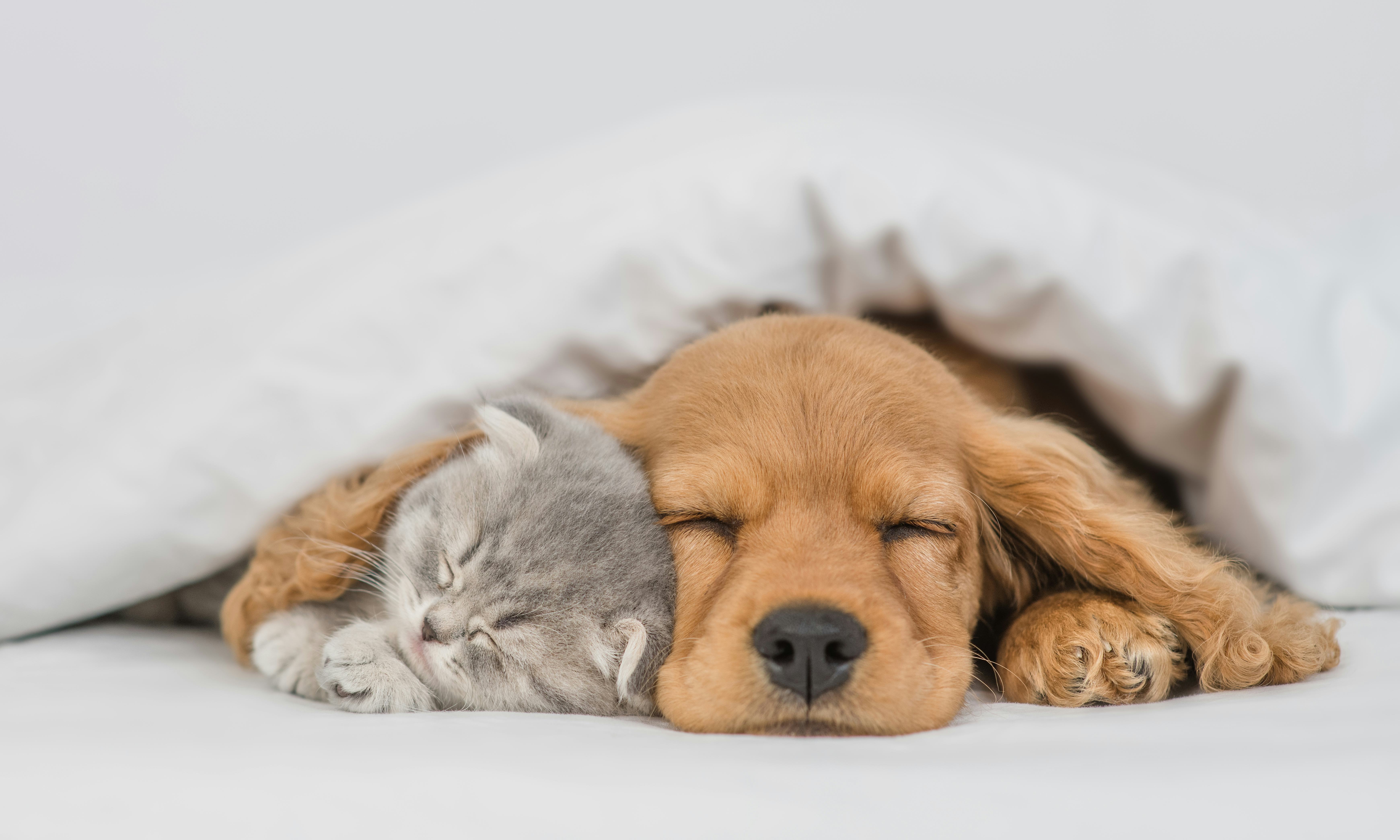 sweet dog and cat