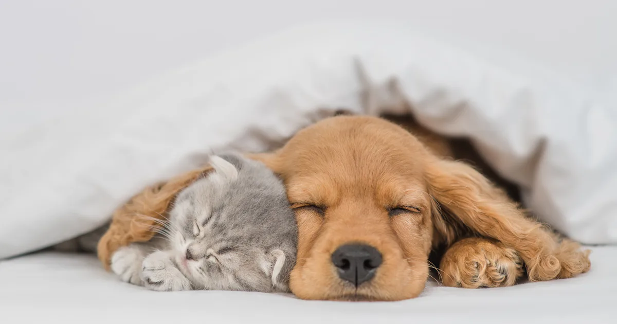 Cute Memes About Dogs Cats That Are Pawsitvely Adorable Cute Memes About Dogs Cats That Are Pawsitvely Adorable