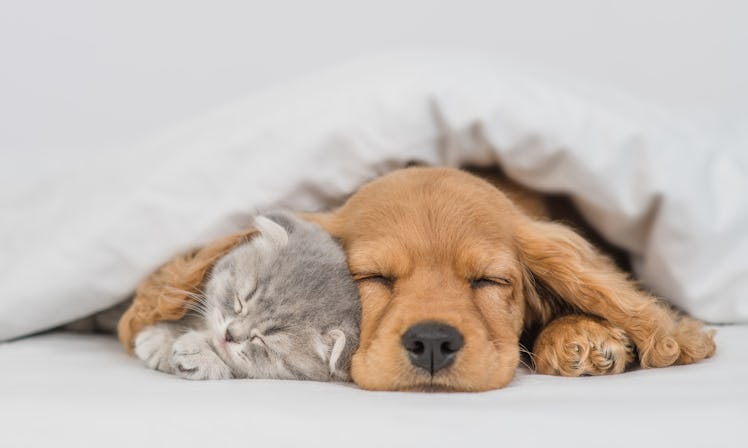 If you're a pet lover, you'll love these cute memes about dogs and cute memes about cats.