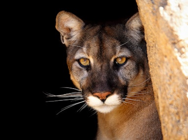 a California mountain lion peering out of his home to check me out