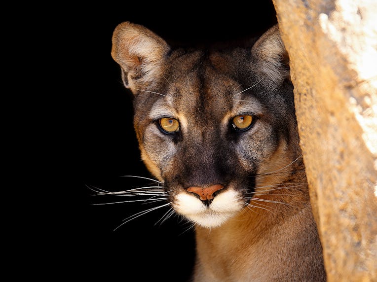 a California mountain lion peering out of his home to check me out