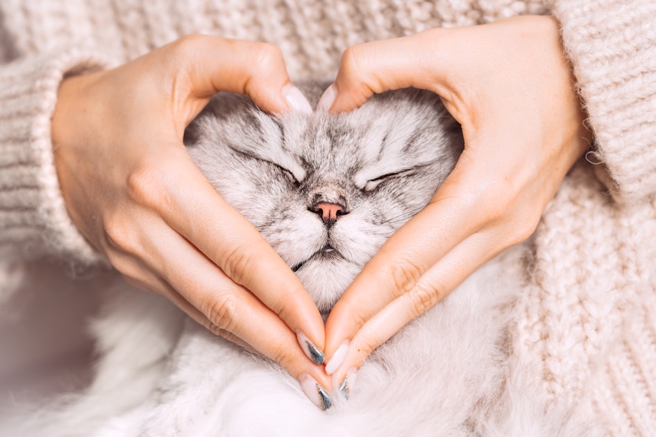 Captions For When Your Cat Is Your Valentine That Are Purrrfect ...
