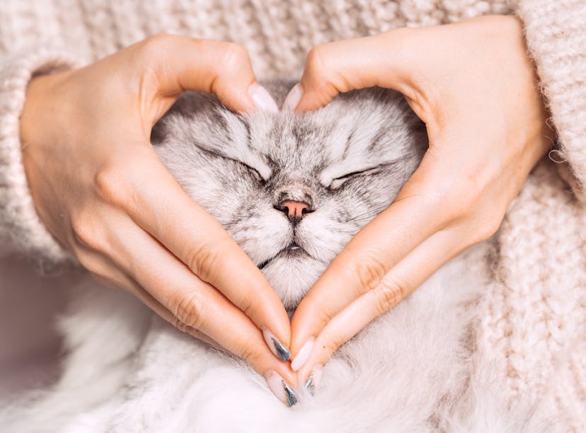 These adorable Instagram captions for cat lovers are perfect for celebrating Valentine's Day with yo...