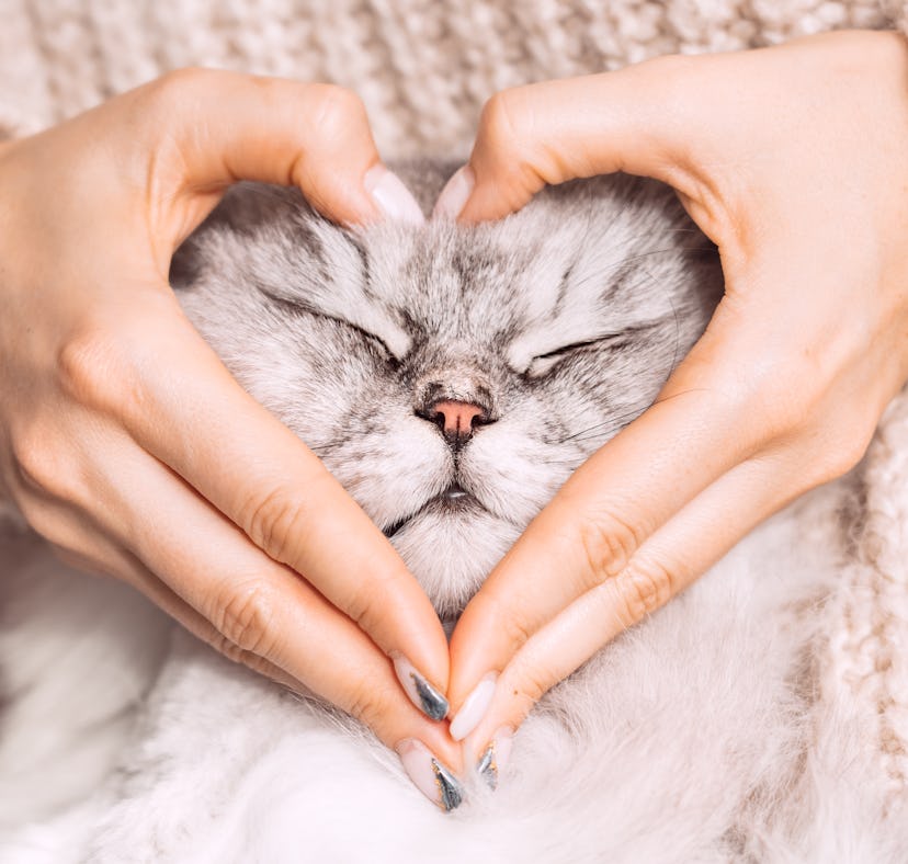 These adorable Instagram captions for cat lovers are perfect for celebrating Valentine's Day with yo...