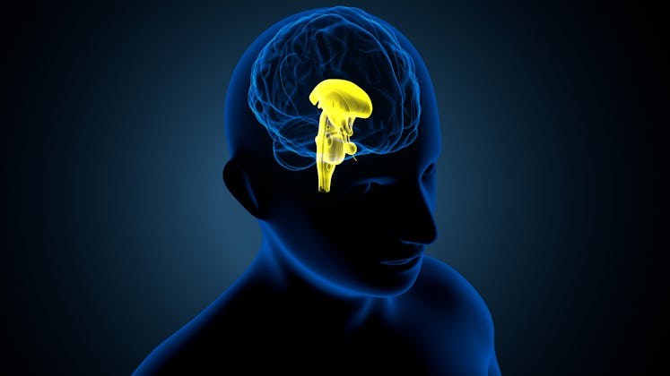 3d render of human body brain Hypothalamus and pituitary gland anatomy.
