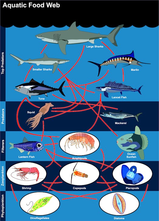 Vector Aquatic Food Web lives in oceans open seas including top predators filterers zooplankton phyt...