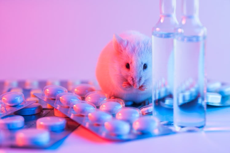 A live white laboratory experimental mouse sits on pills.Concept medical manipulation on animals,vac...