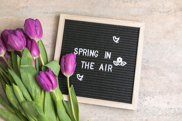 Text  Spring in the air on  letter board and bouquet of  purple Tulips flowers. Concept Springtime m...