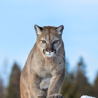 A cougar or Mountain lion (Puma concolor) walking on top of rocky mountain in the winter snow 