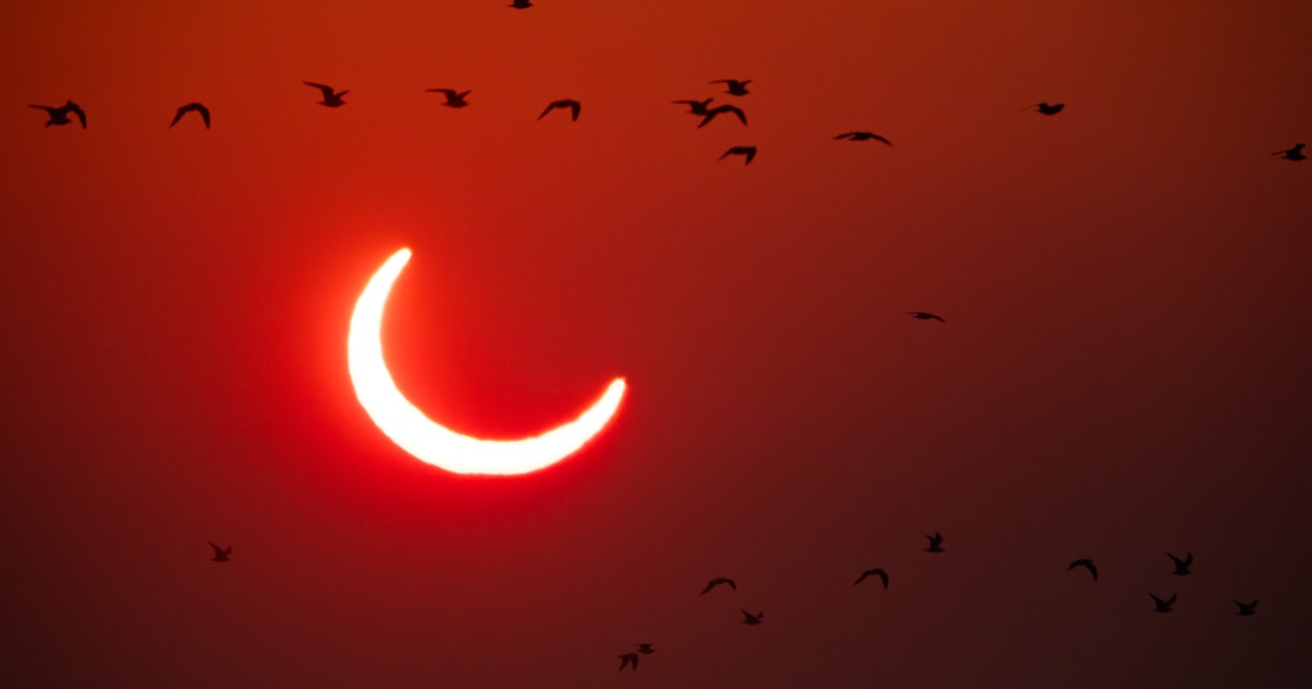 Lunar eclipses have one weird effect on birds<br>