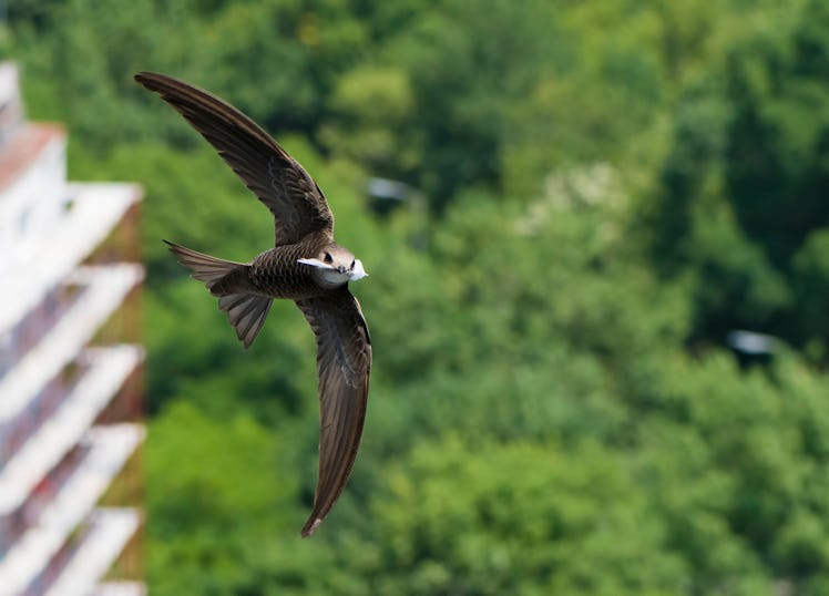 Common swift (Apus apus) flying with nesting material in its beak with the soft background  of city ...