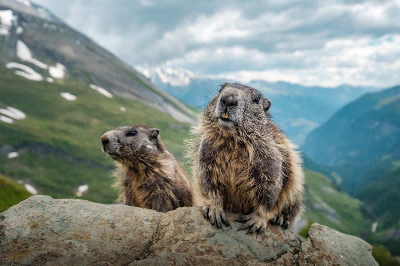 Two marmots and a beautiful view near Grossglockner.