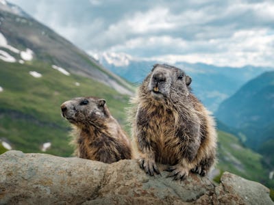 Two marmots and a beautiful view near Grossglockner.