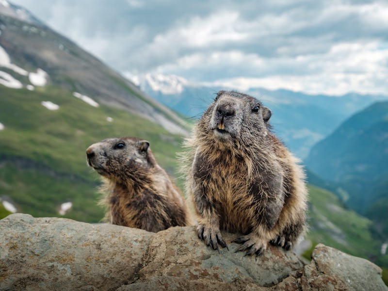 Two marmots and a beautiful view near Grossglockner.