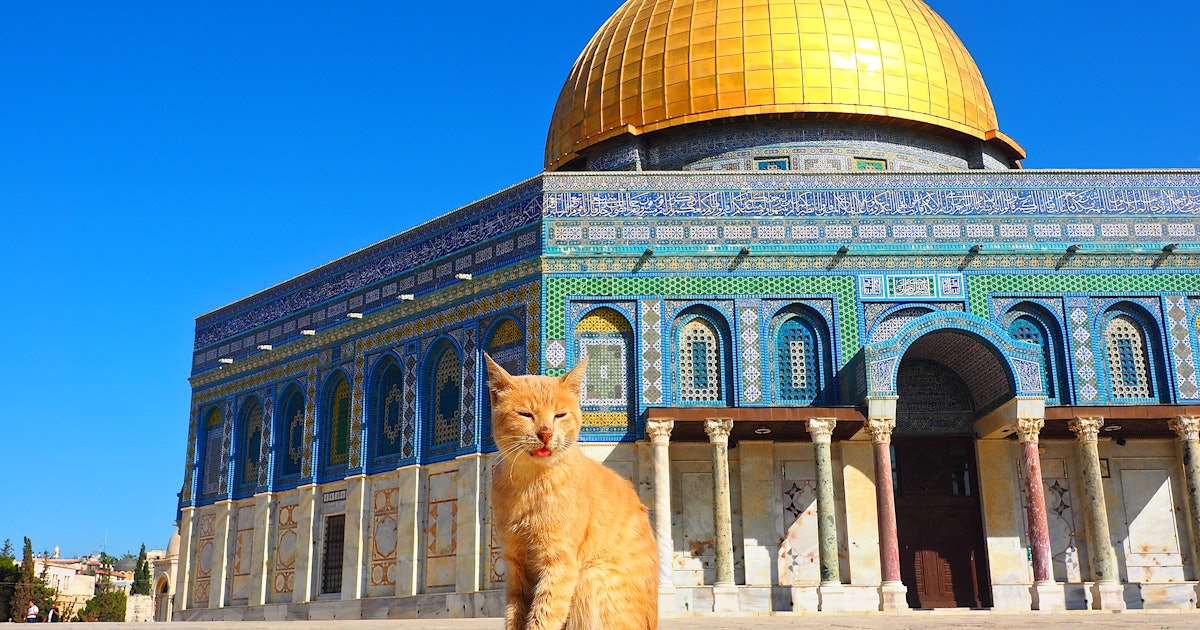 All Cats Are Muslim