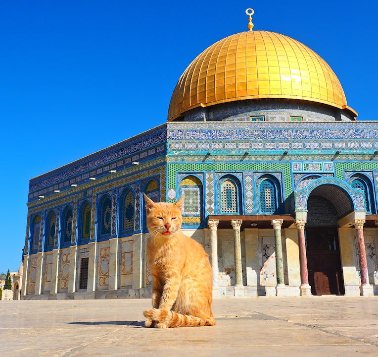 A cat in front of Temple Mount,Jerusalem