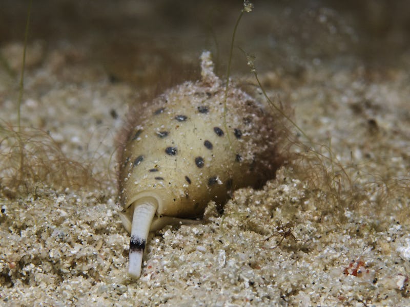 Cone Snail
