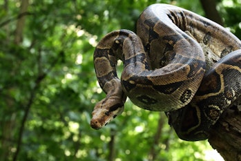 The boa constrictor (Boa constrictor), also called the red-tailed boa or the common boa, on the old ...