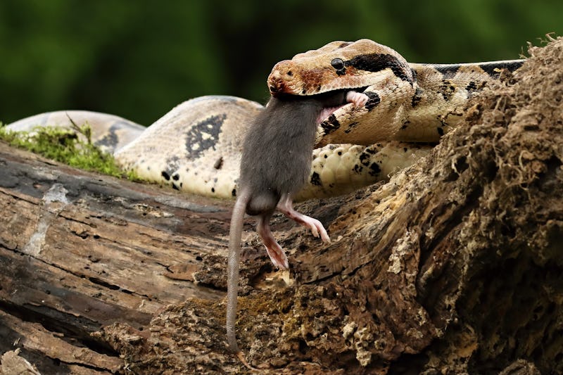 The boa constrictor (Boa constrictor), also called the red-tailed boa or the common boa, on the old ...