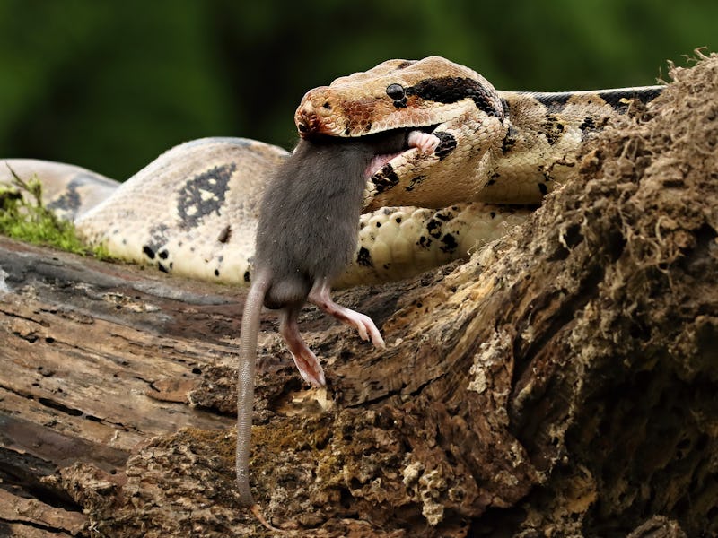 The boa constrictor (Boa constrictor), also called the red-tailed boa or the common boa, on the old ...