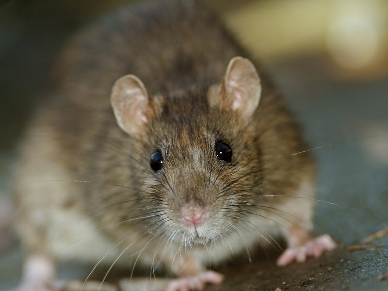 Close up of big Brown Rat standing still on concrete floor.