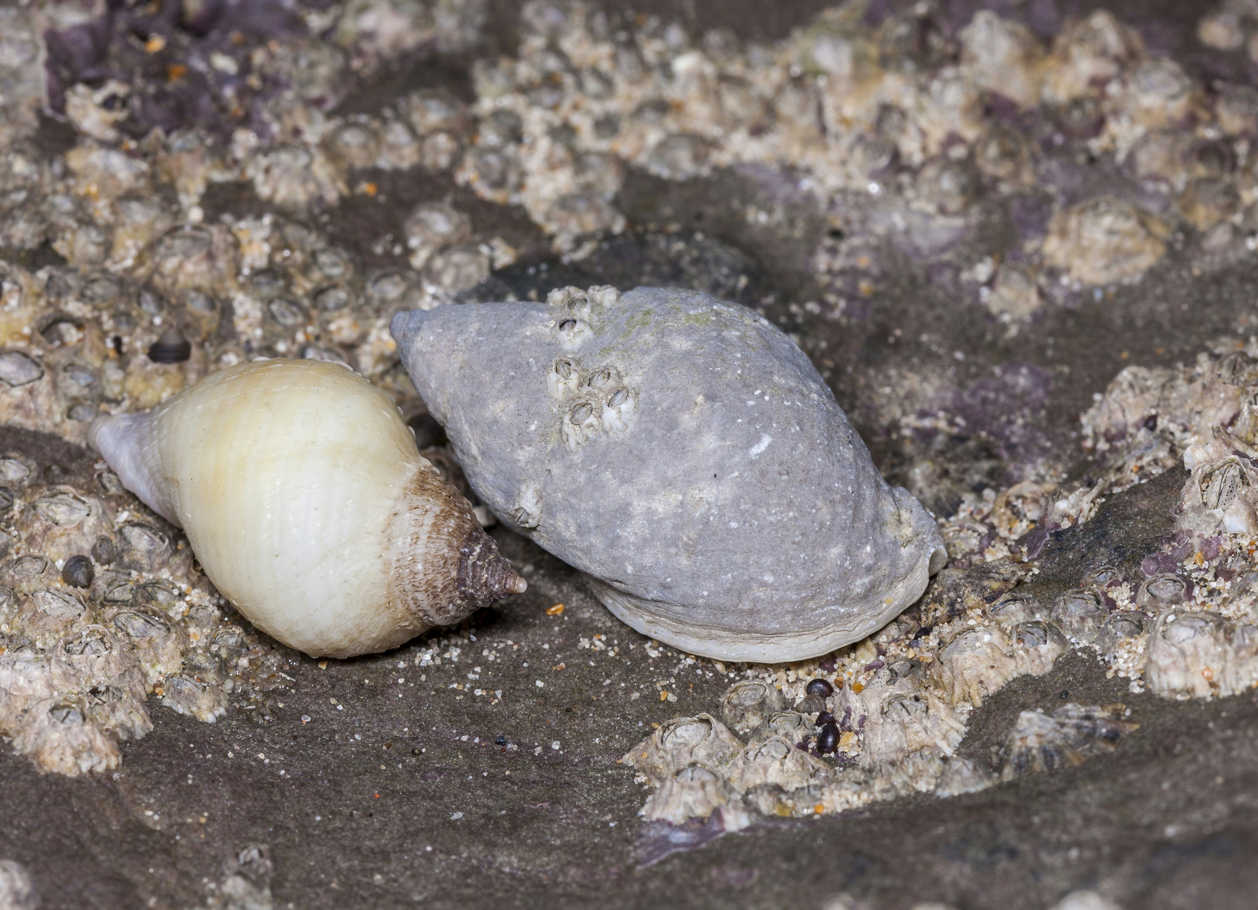 Watching snail sex could help scientists see evolution in real-time