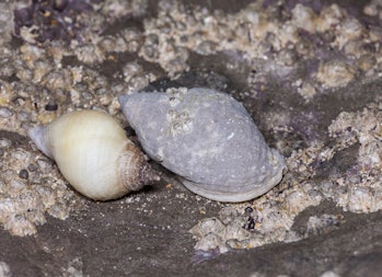 Rough Periwinkle (Littorina saxatilis) attached to rock at seaside.