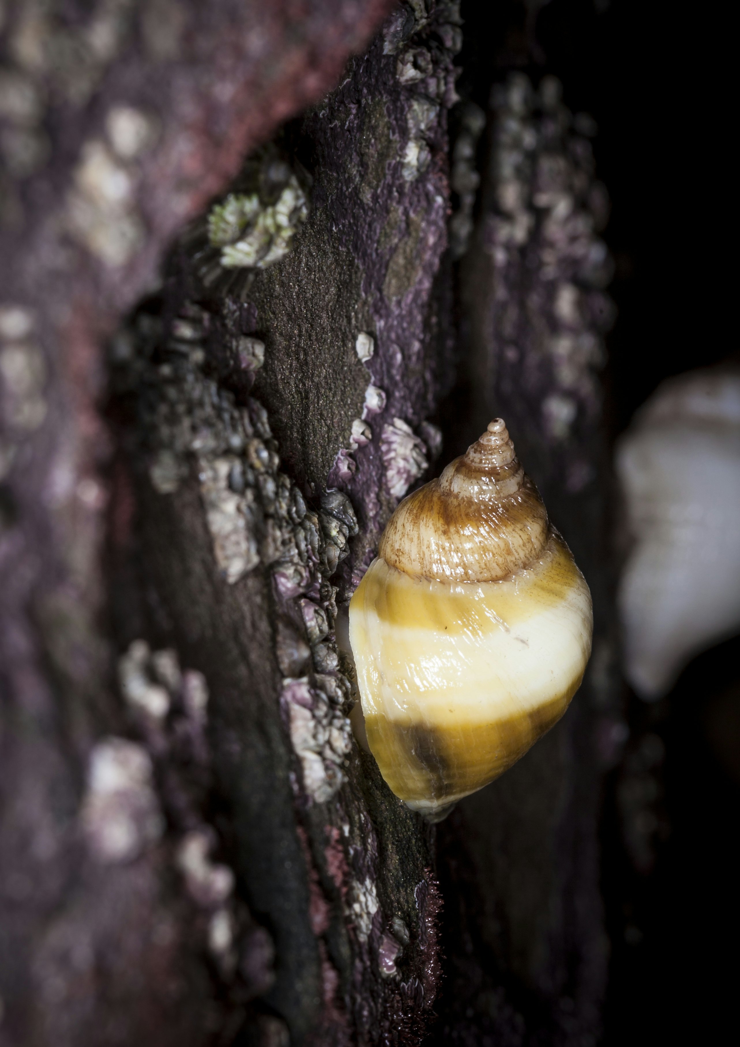 Watching snail sex could help scientists see evolution in real-time