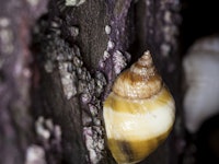 Rough Periwinkle (Littorina saxatilis) attached to rock at seaside.