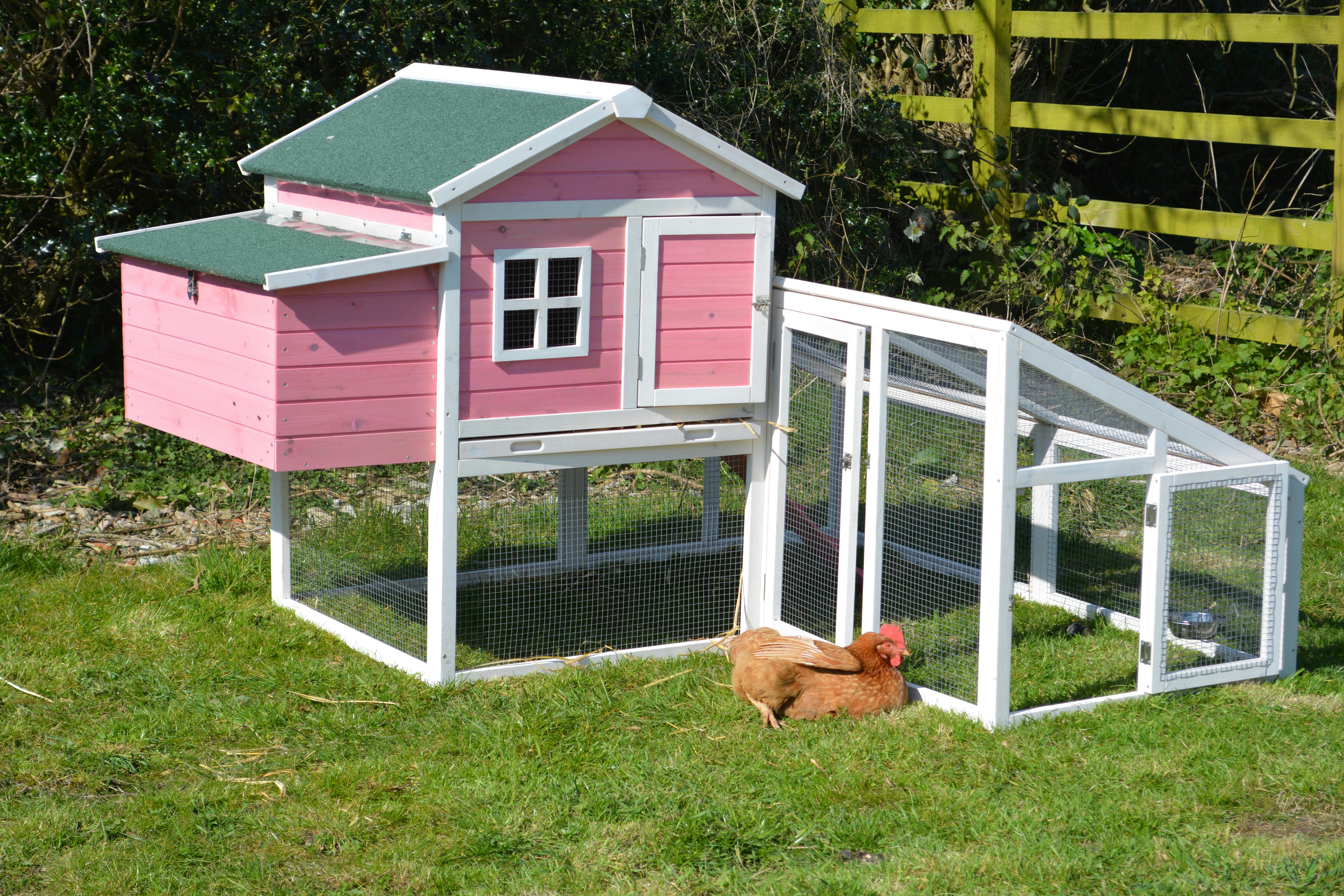 A pet free range chicken relaxing and sunbathing next to her pink chicken coop