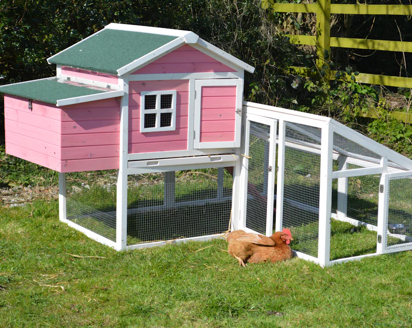 A pet free range chicken relaxing and sunbathing next to her pink chicken coop
