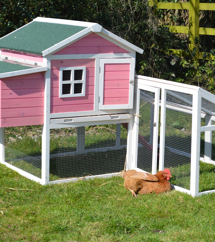 A pet free range chicken relaxing and sunbathing next to her pink chicken coop