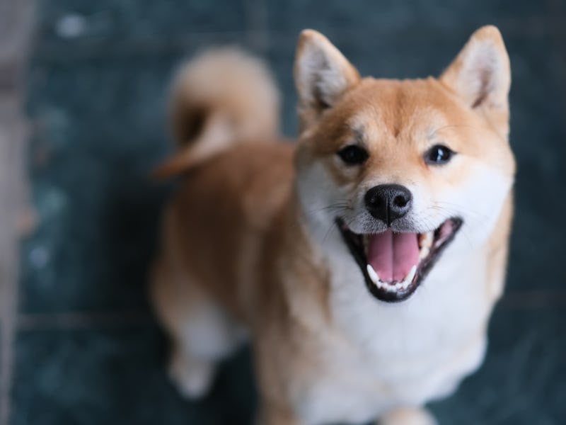 close up one Shiba Inu dog barking and looking at camera