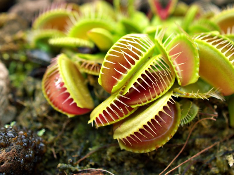 Closeup Venus flytrap ,Insectivorous plants ,Low Giant ,Dionaea muscipula ,needle-like-teeth ,venus ...