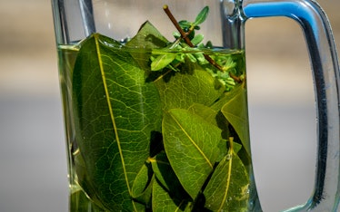 closeup of a glass mug with tea, mate de coca, coca leaves and herbs infused with hot water, peruvia...