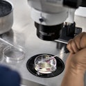 IVF sex selection, although currently legal in the U.S., remains a controversial practice.