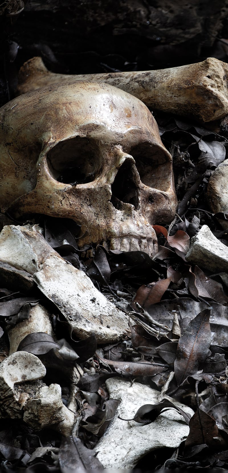 The skull and pile of bone on decay leaf in pit the old graveyard whith has dim light and dark  / Se...