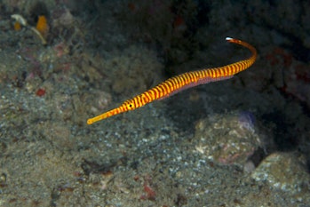 Orange-Banded Pipefish (Dunckerocampus pessuliferus), male carrying the eggs.  Image was taken in...