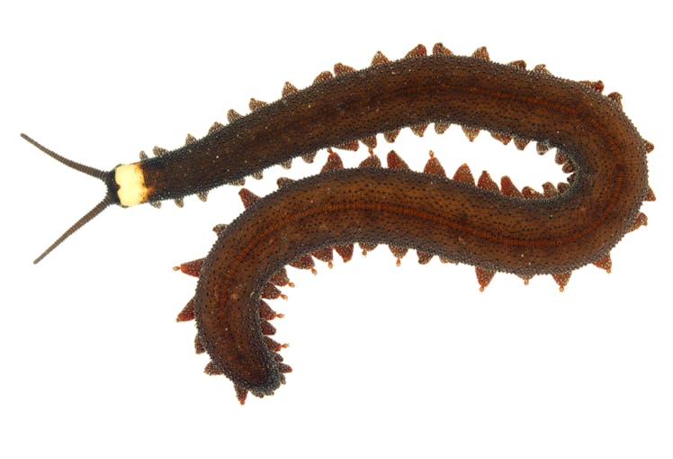 Peripatus (velvet worm)