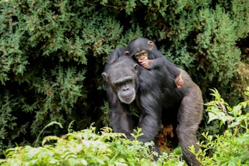 A mother chimpanzee walking on her back with a cute baby sucking her thumb