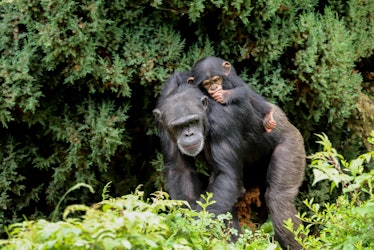 A mother chimpanzee walking along with a cute baby riding on its back sucking its thumb