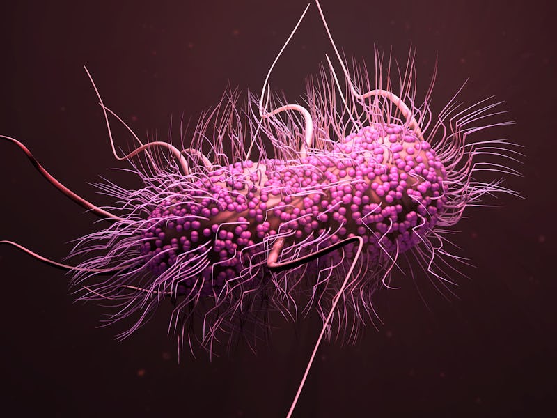 3d illustration E. coli bacteria