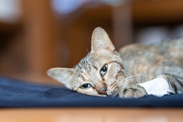 The sick cat lay weakly on the blue cloth, it gaze stared out in motion.
Cat's Health Concept. Soft ...